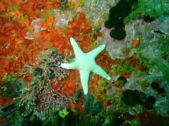 Callopatiria formosa