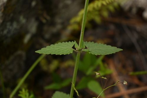 Image of Agastache pallida by (c) Dante S. Figueroa, some rights reserved (CC BY-SA)