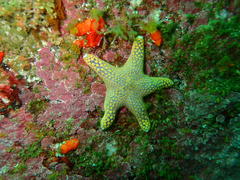 Callopatiria formosa