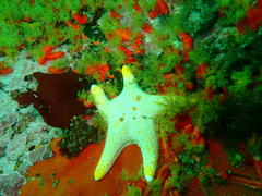 Callopatiria formosa