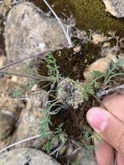 Seseli montanum