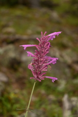 Agastache pallida