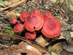 Cortinarius sanguineus