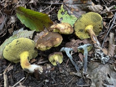 Cyanoboletus cyaneitinctus