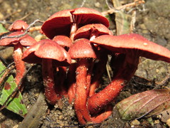Cortinarius sanguineus
