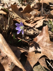 Hepatica americana