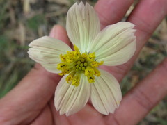 Cosmos landii