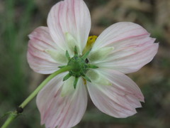 Cosmos landii