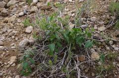 Pentarrhinum insipidum