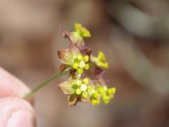 Pentarrhinum insipidum