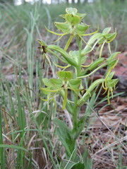 Habenaria jaliscana