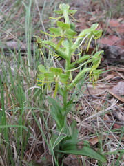 Habenaria jaliscana