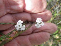 Euchaetis tricarpellata