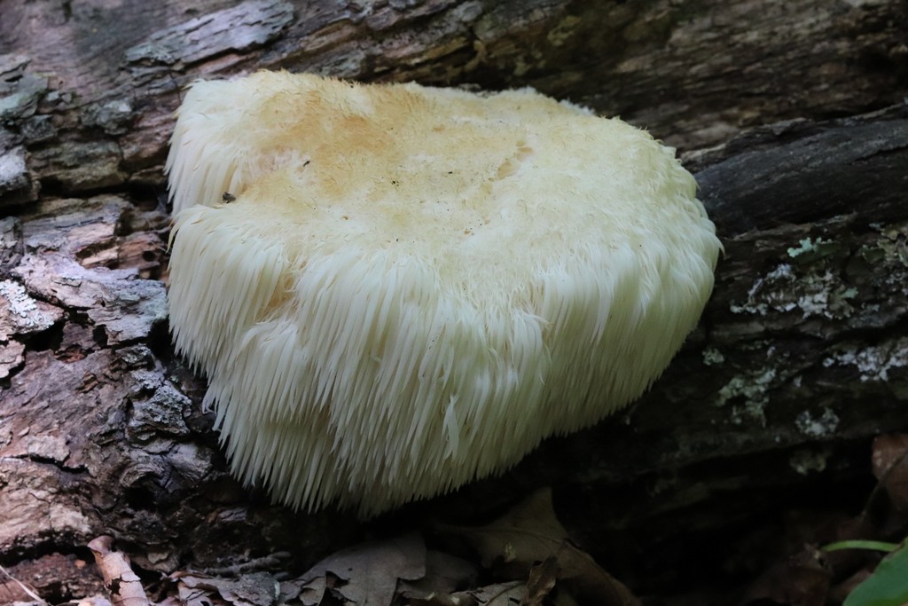 Hericium erinaceus