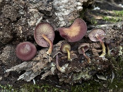 Callistosporium purpureomarginatum