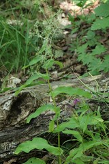 Bupleurum longiradiatum