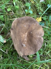 Lactarius fuliginosus