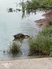 Anas platyrhynchos domesticus