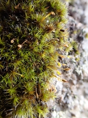 Grimmia longirostris