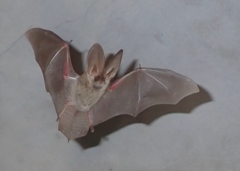 Plecotus kolombatovici