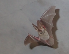 Plecotus kolombatovici