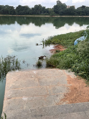 Anas platyrhynchos domesticus