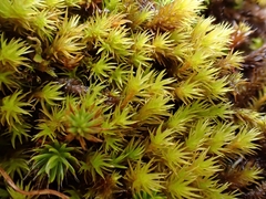 Grimmia ramondii