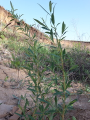 Salix vinogradovii