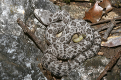 Crotalus aquilus