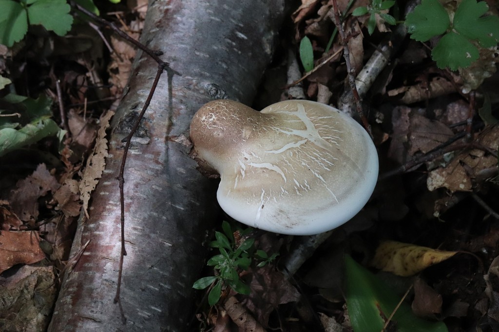 Fomitopsis betulina · September 2021 · photo: © ninacourlee (iNaturalist, cc-by)