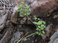 Pentatrichia petrosa