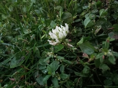 Trifolium repens