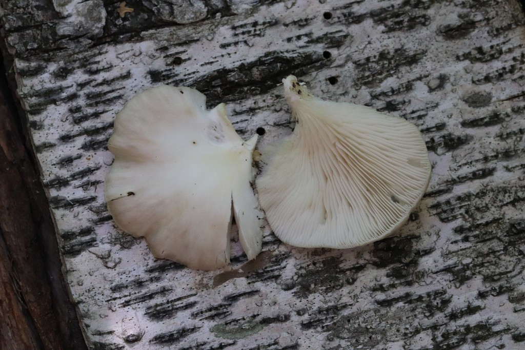 Pleurotus pulmonarius · September 2021 · photo: © ninacourlee (iNaturalist, cc-by)