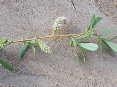 Salix vinogradovii