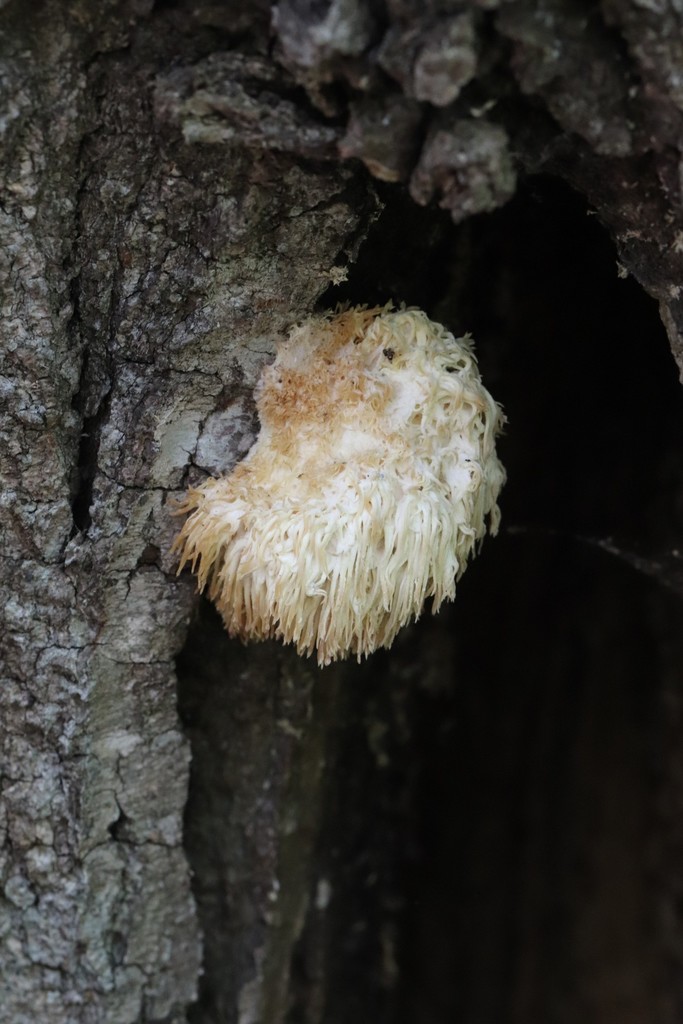 Hericium erinaceus · September 2021 · photo: © ninacourlee (iNaturalist, cc-by)