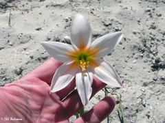 Zephyranthes advena