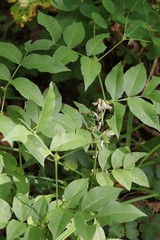 Vicia ramuliflora