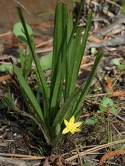 Hypoxis sessilis