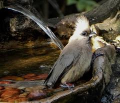 Colius striatus minor