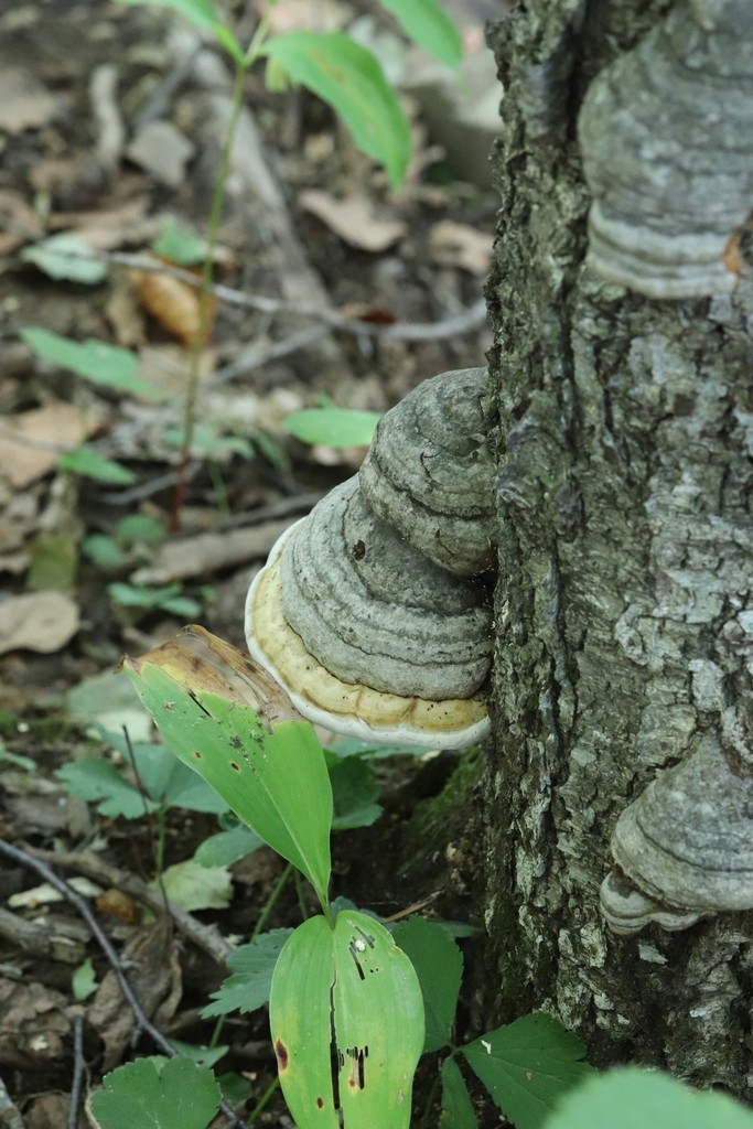 Fomes fomentarius · September 2021 · photo: © ninacourlee (iNaturalist, cc-by)