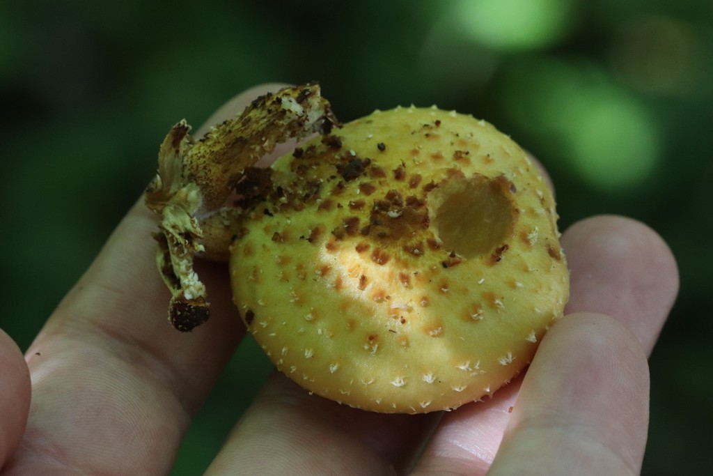 Pholiota aurivella · September 2021 · photo: © ninacourlee (iNaturalist, cc-by)