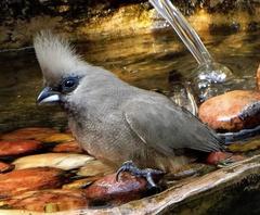 Colius striatus minor