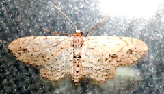 Pimaphera sparsaria