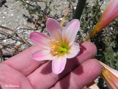 Zephyranthes advena
