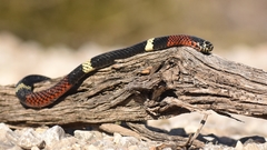 Micrurus pyrrhocryptus
