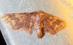 Idaea furciferata