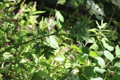 Kitagawia terebinthacea