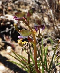 Disa spathulata spathulata