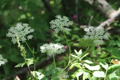 Kitagawia terebinthacea