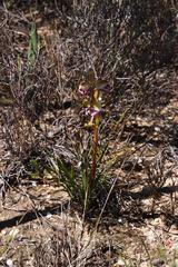 Disa spathulata spathulata